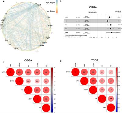 Characterization of Hypoxia Signature to Evaluate the Tumor Immune Microenvironment and Predict Prognosis in Glioma Groups